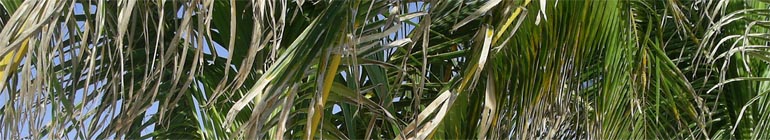 Legalinfo Blog